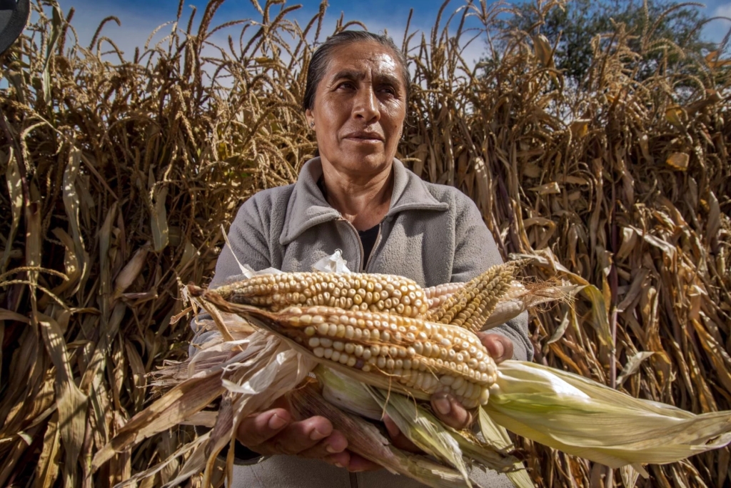 Mexico y el maíz transgénico